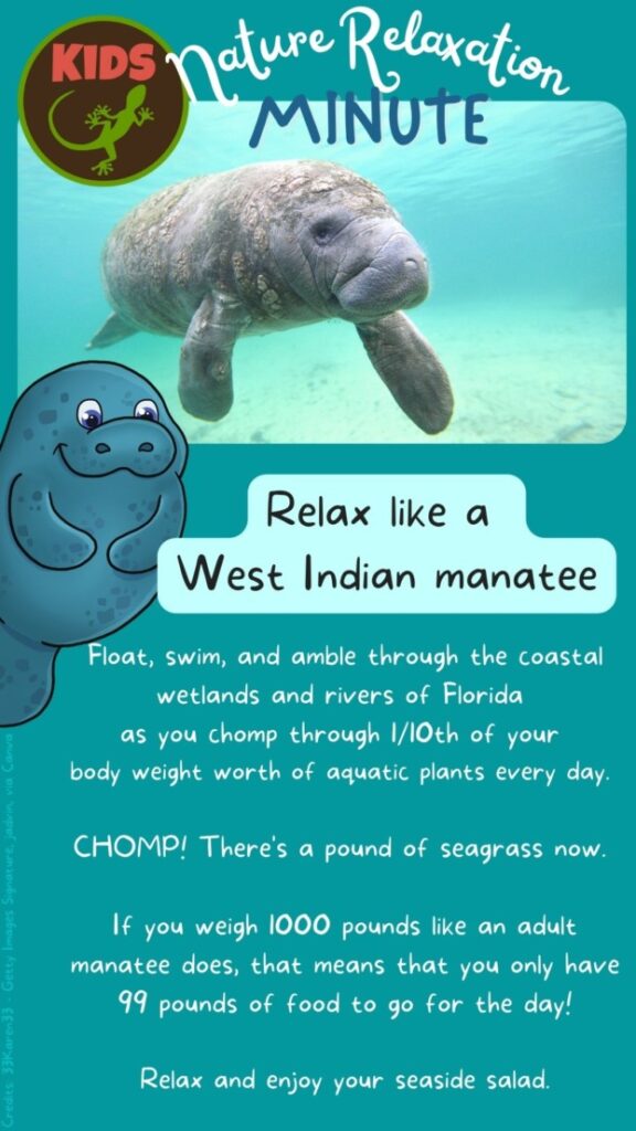 Guided relaxation activity for kids. Features a photo and illustration of a manatee, then text guiding students to relax while learning more about manatees.